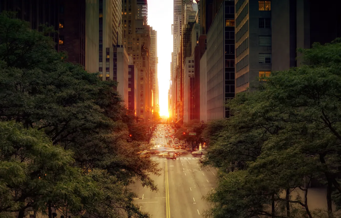 Фото обои дорога, солнце, деревья, машины, город, улица, листва, здания