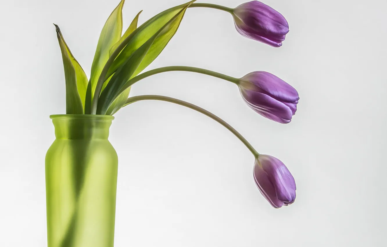 Фото обои фон, минимализм, тюльпаны, ваза, трио, M Coopwood