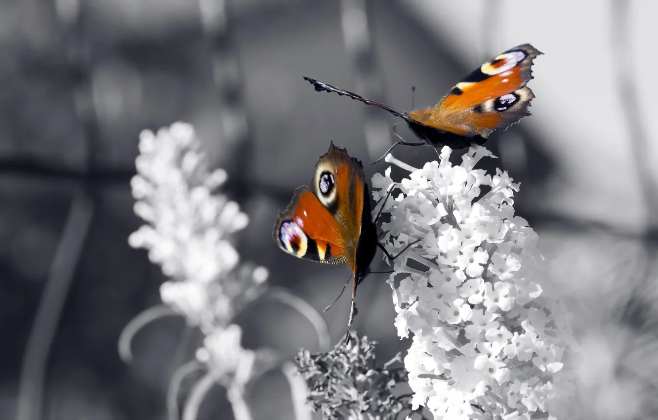 Фото обои бабочки, цветы, природа