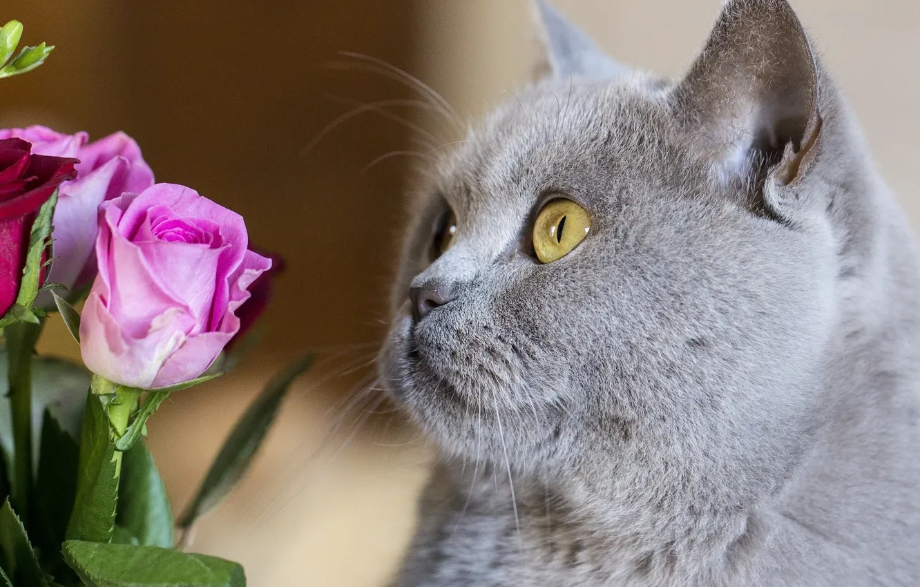 Фото обои кошка, кот, морда, цветы, розы, британец, Британская короткошёрстная