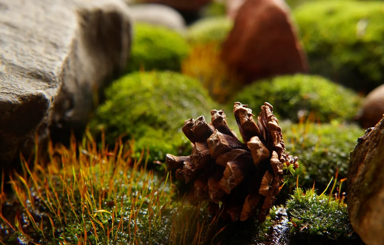 Фото обои stone, cone, forest moss