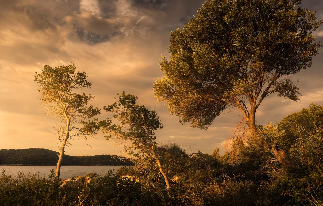 Фото обои берег, водоем, дереьвя