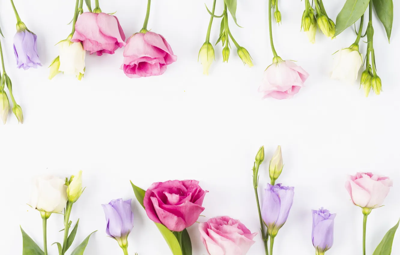 Фото обои цветы, бутоны, fresh, pink, flowers, violet, эустома, eustoma