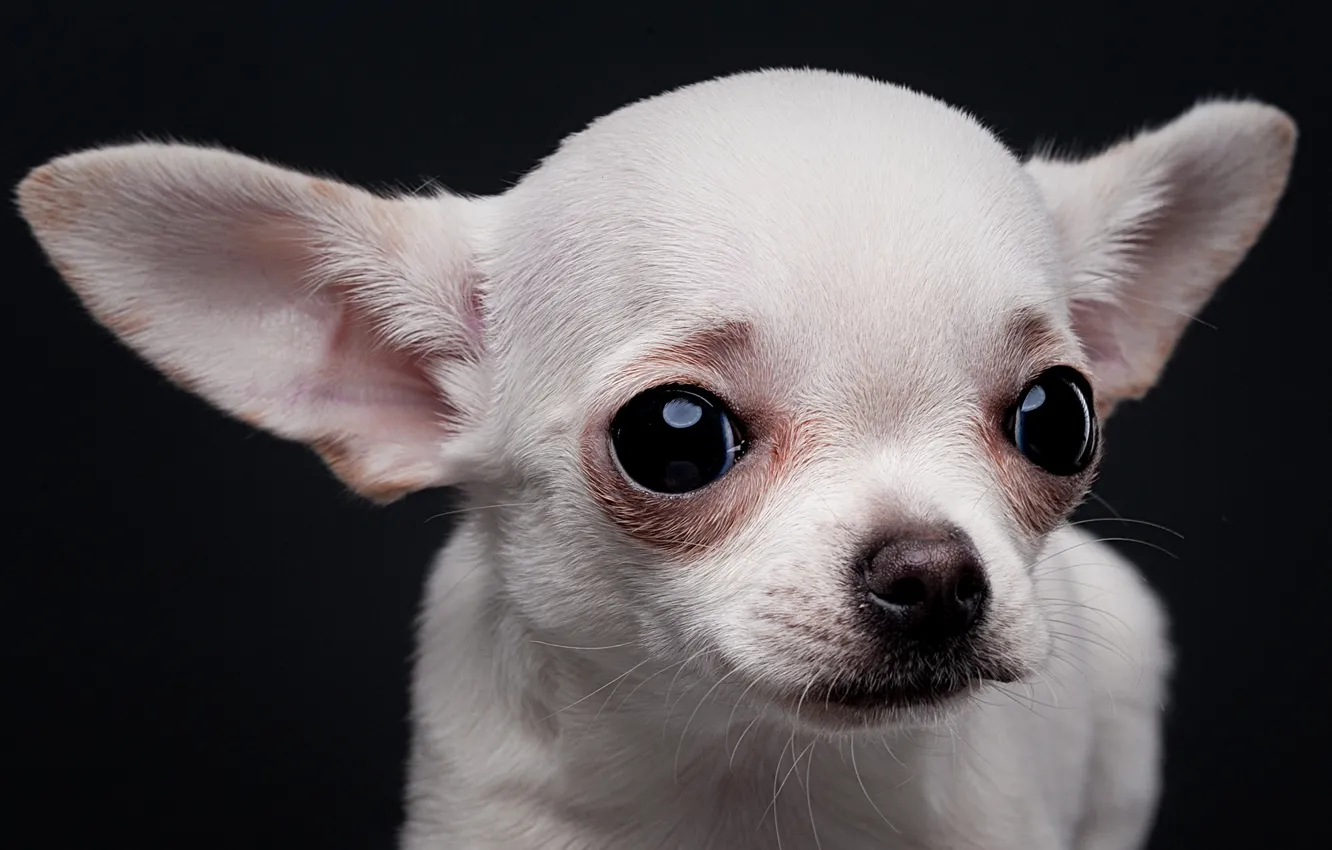 Фото обои белый, взгляд, портрет, собака, мордочка, уши, пёсик, тёмный фон