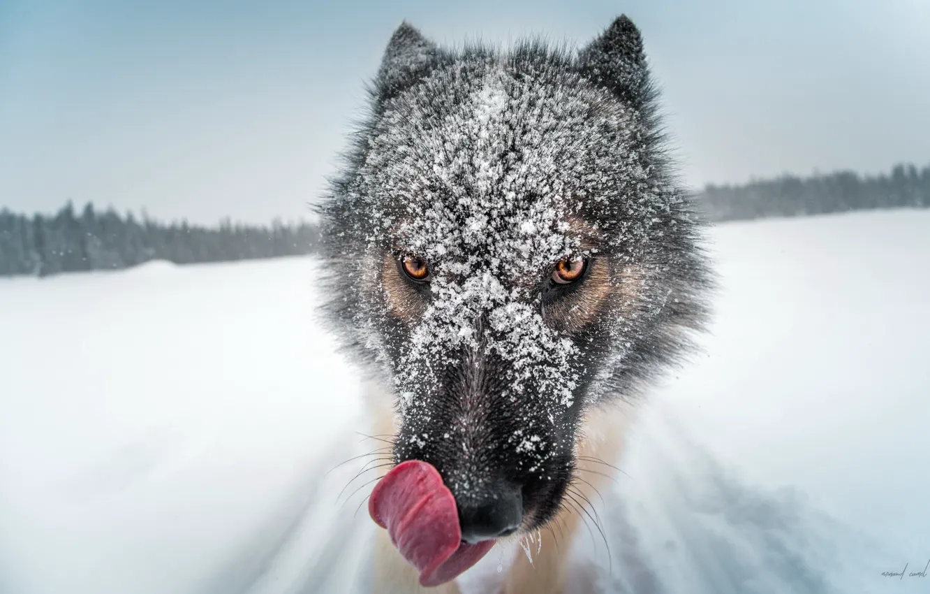 Фото обои снег, собака, Greenland dog