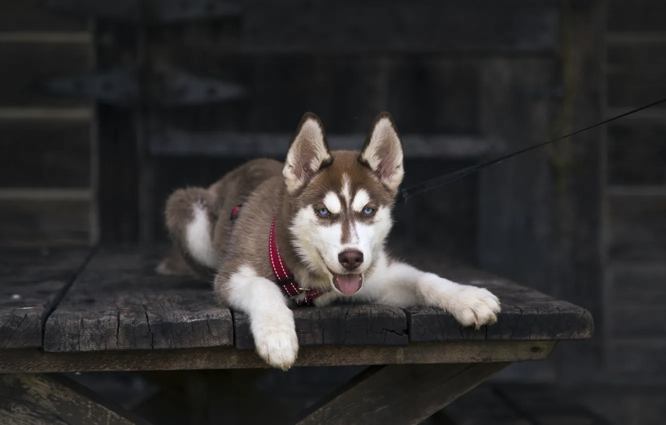 Фото обои взгляд, друг, собака