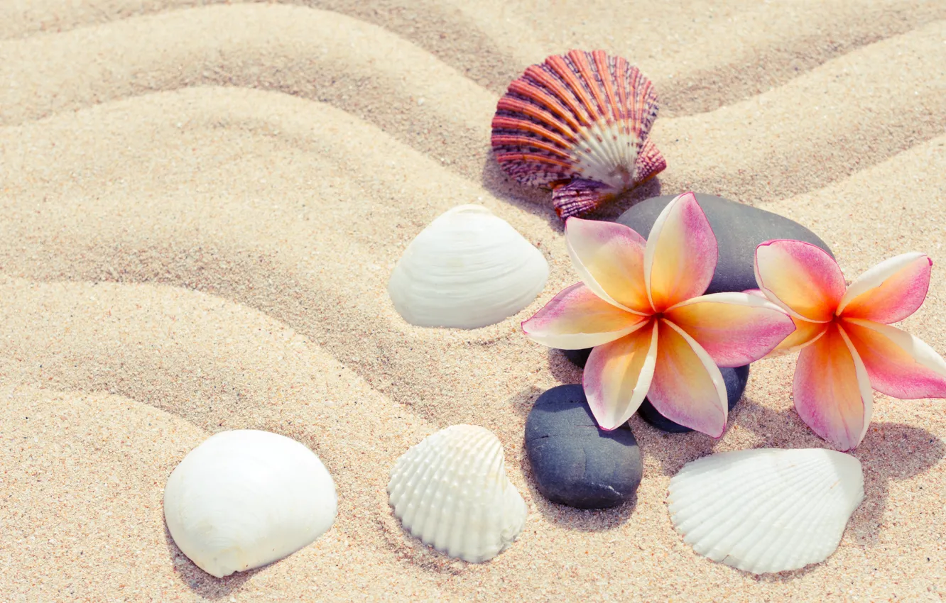 Фото обои песок, пляж, лето, цветы, камни, ракушки, summer, beach