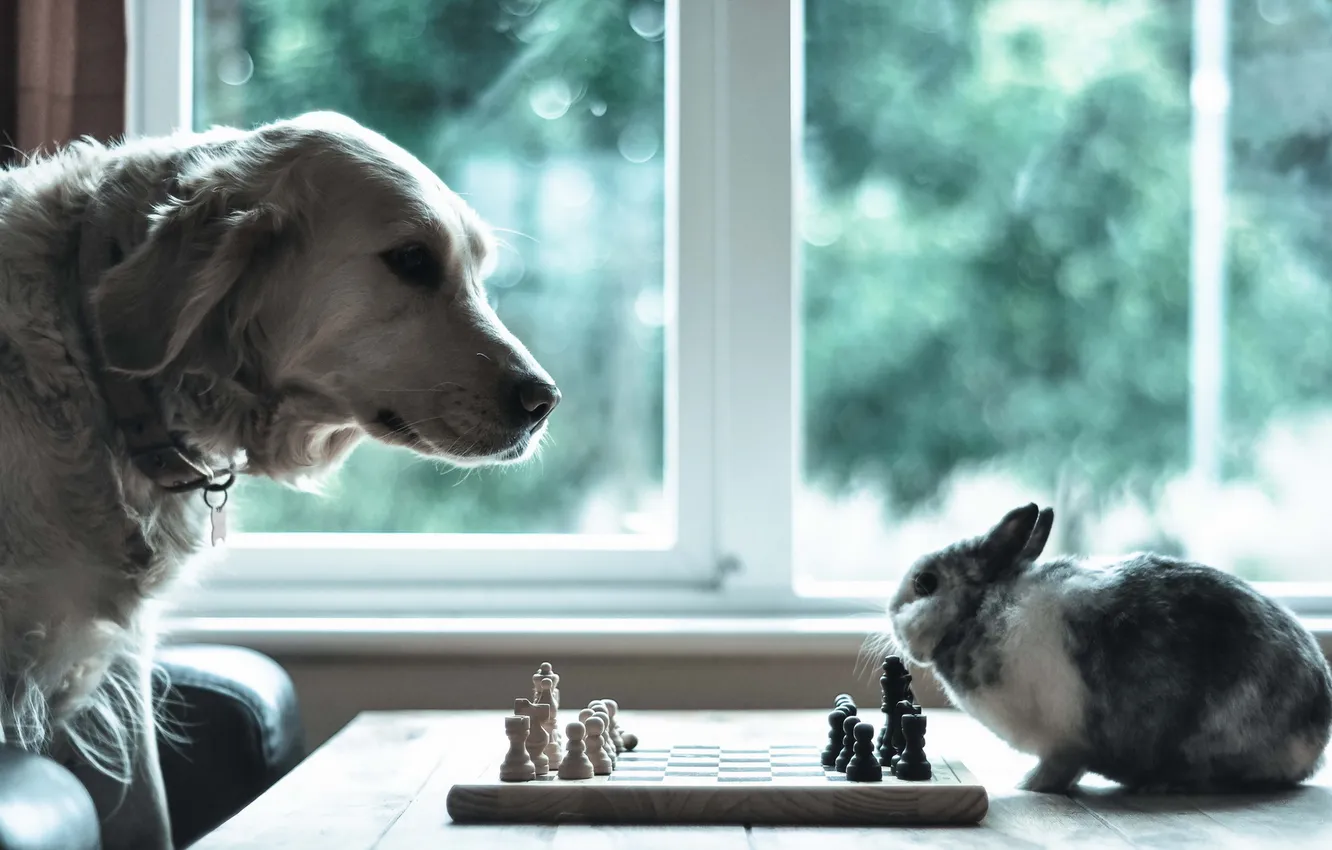 Фото обои настроение, собака, кролик, шахматы
