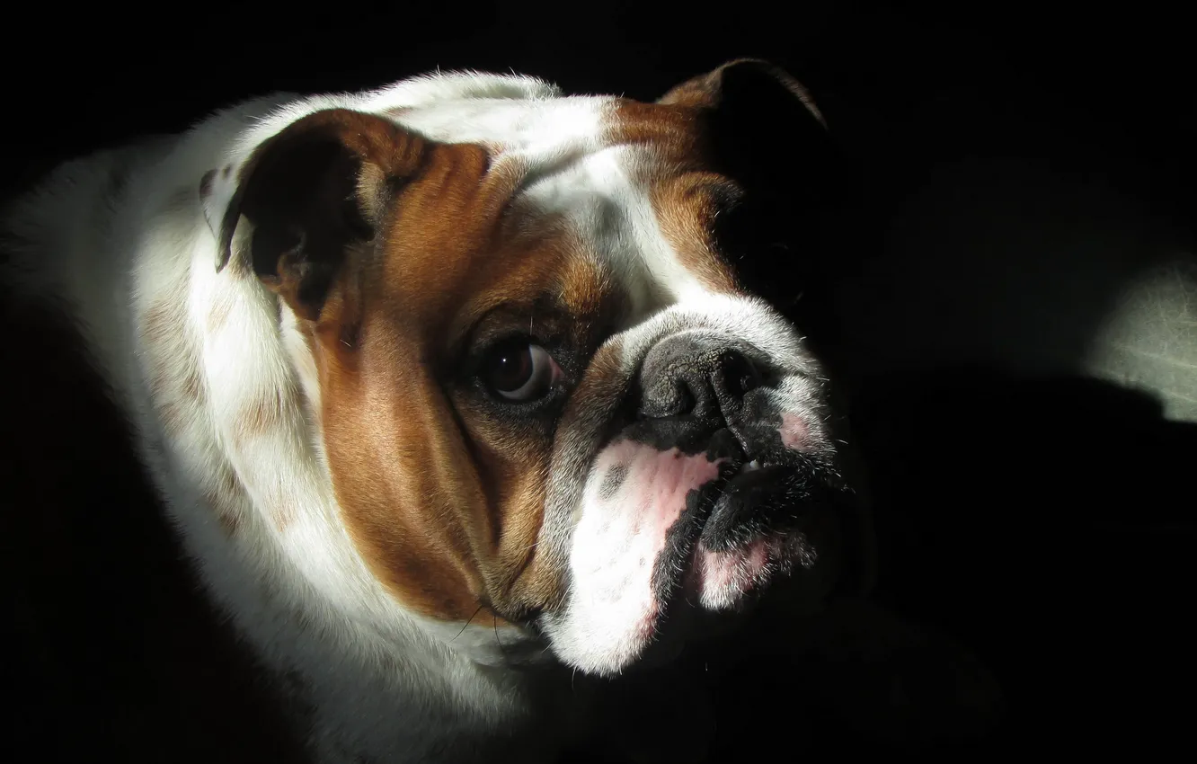 Фото обои взгляд, друг, собака