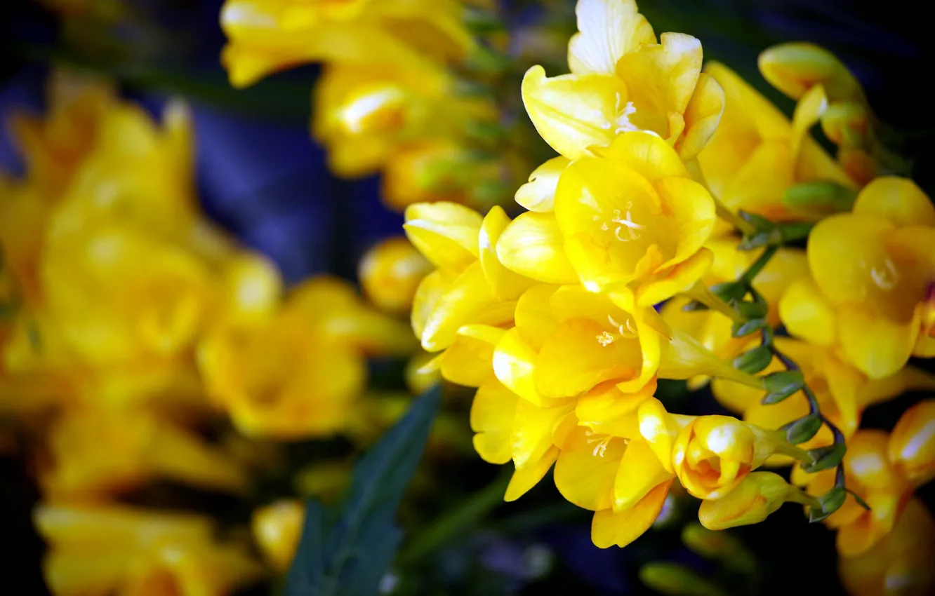 Фото обои фон, жёлтые цветы, Фрезия