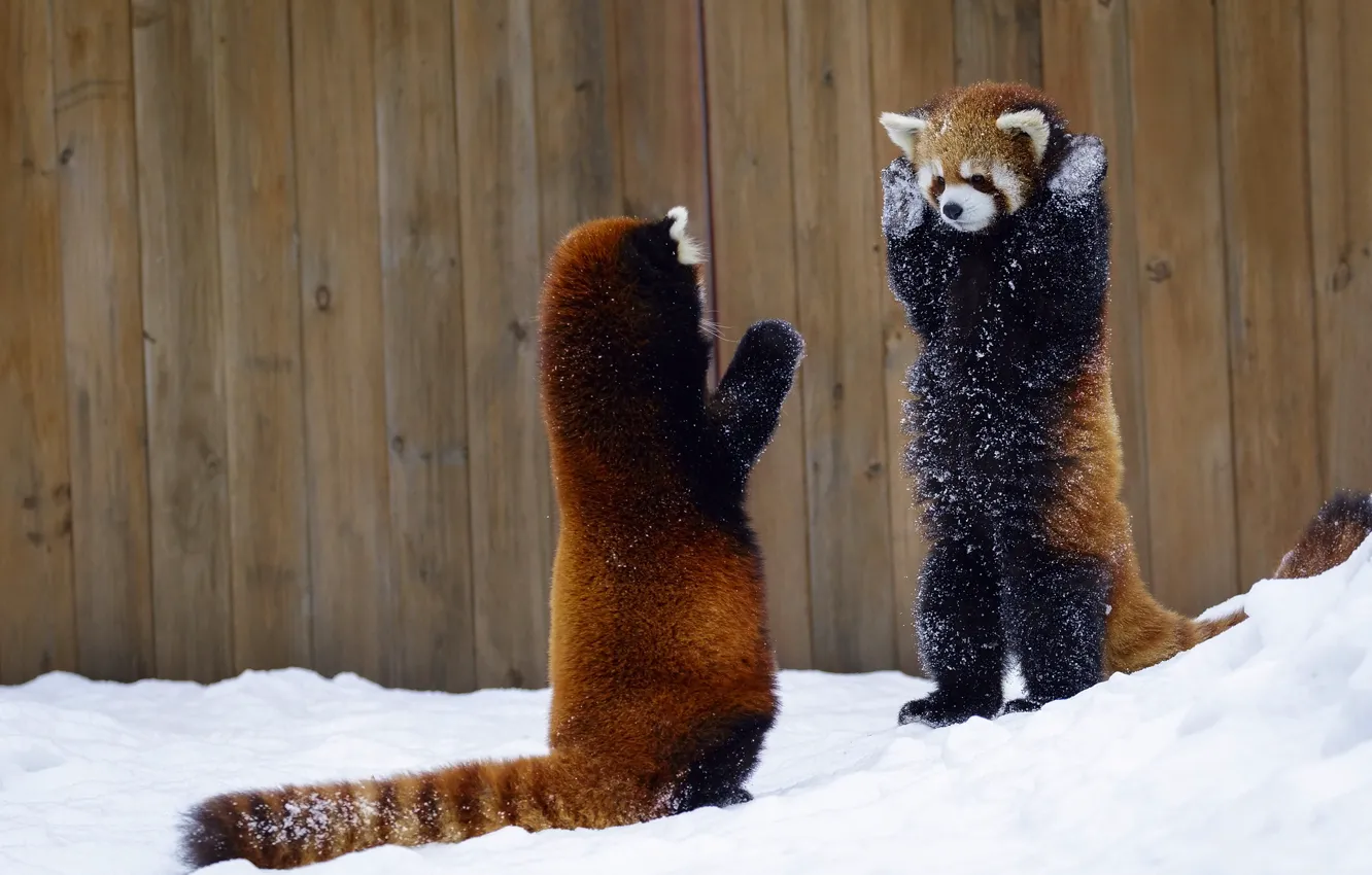 Фото обои снег, забор, красная панда, руки вверх, два животных