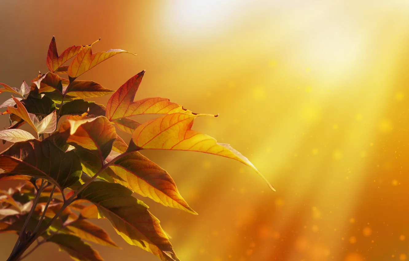 Фото обои осень, листья, лучи, свет, природа, дерево, боке, Larisa Koshkina