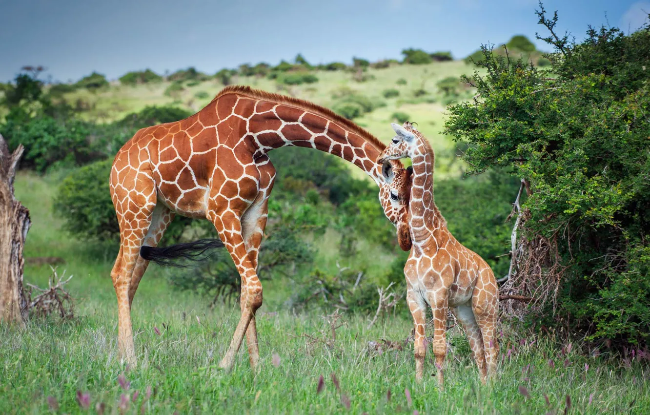 Фото обои семья, жираф, Африка, Кения, Лева Уайлдлайф Консерванси