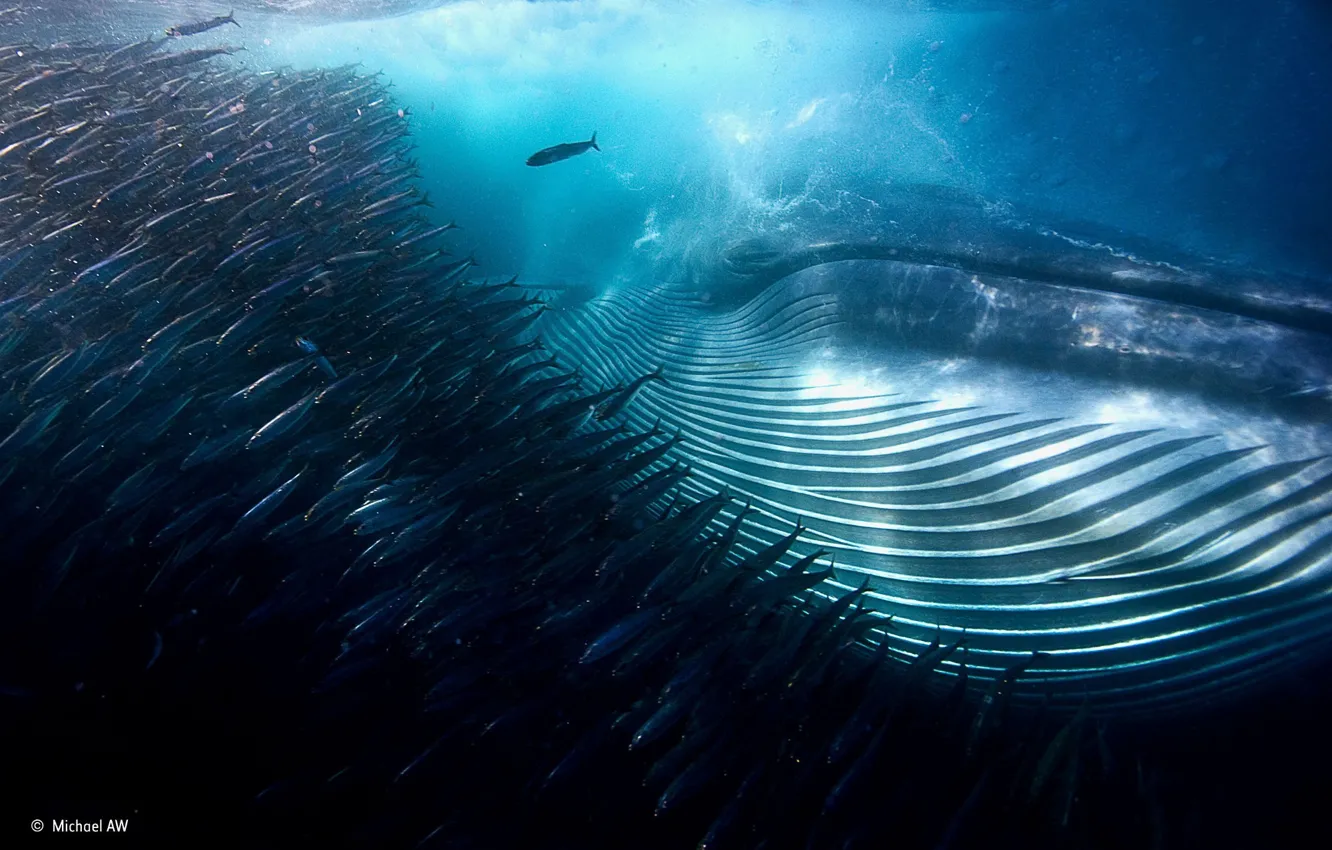 Фото обои пузыри, океан, еда, рыба, глубина, стая, рот, кит