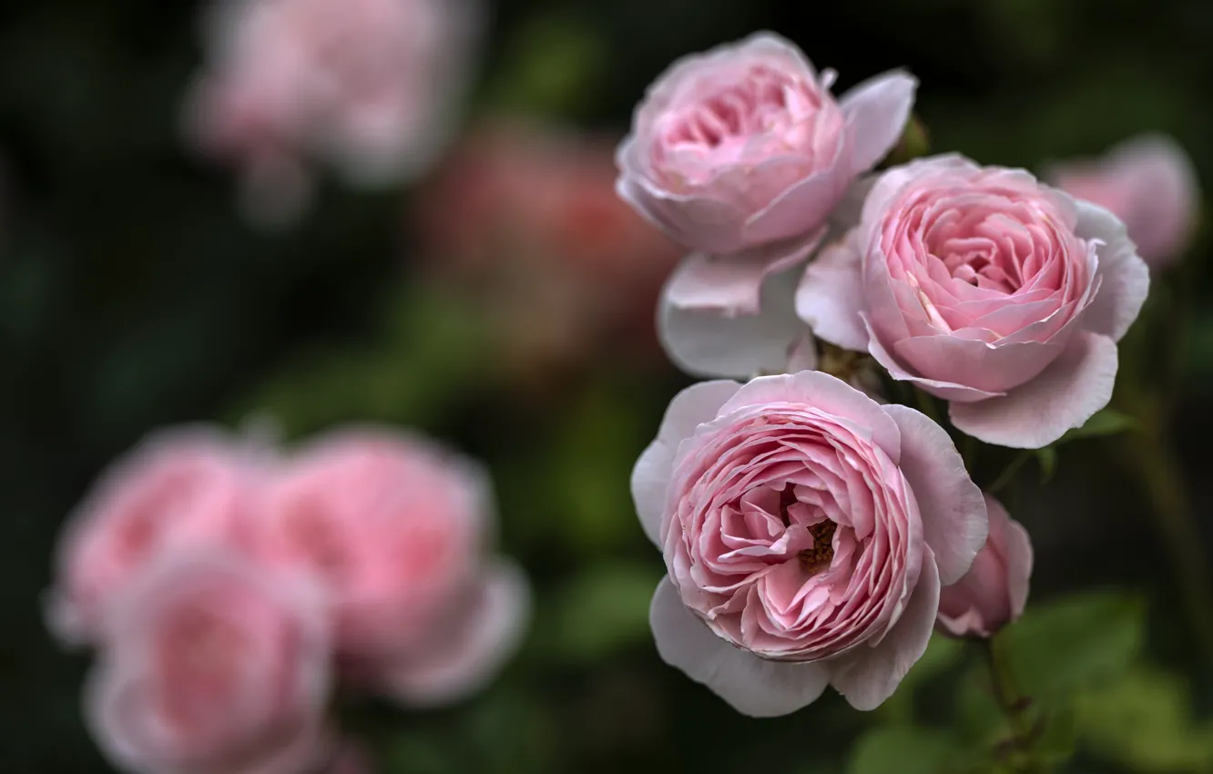 Фото обои розовый, роза, куст