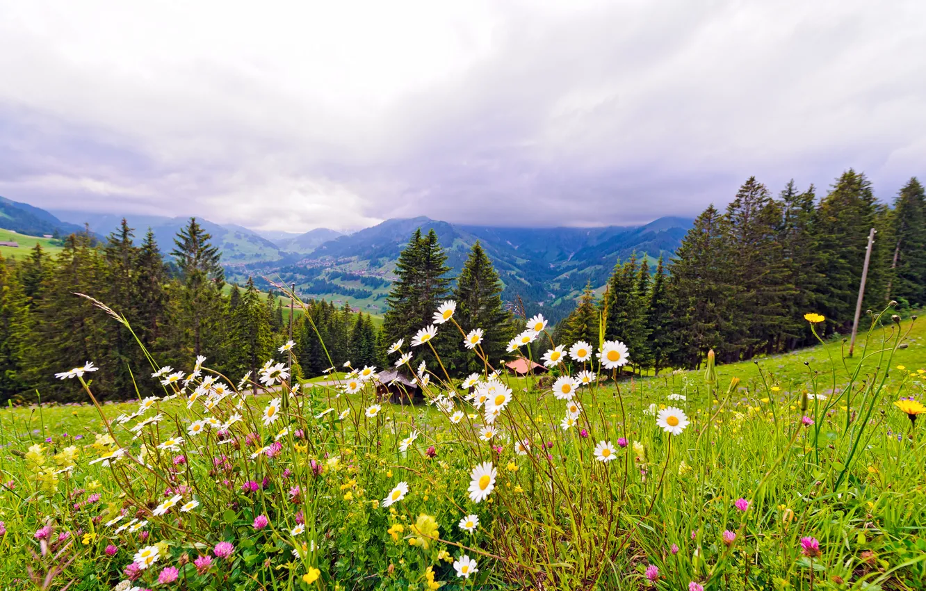 Фото обои деревья, цветы, горы, природа, Швейцария, луг, Switzerland