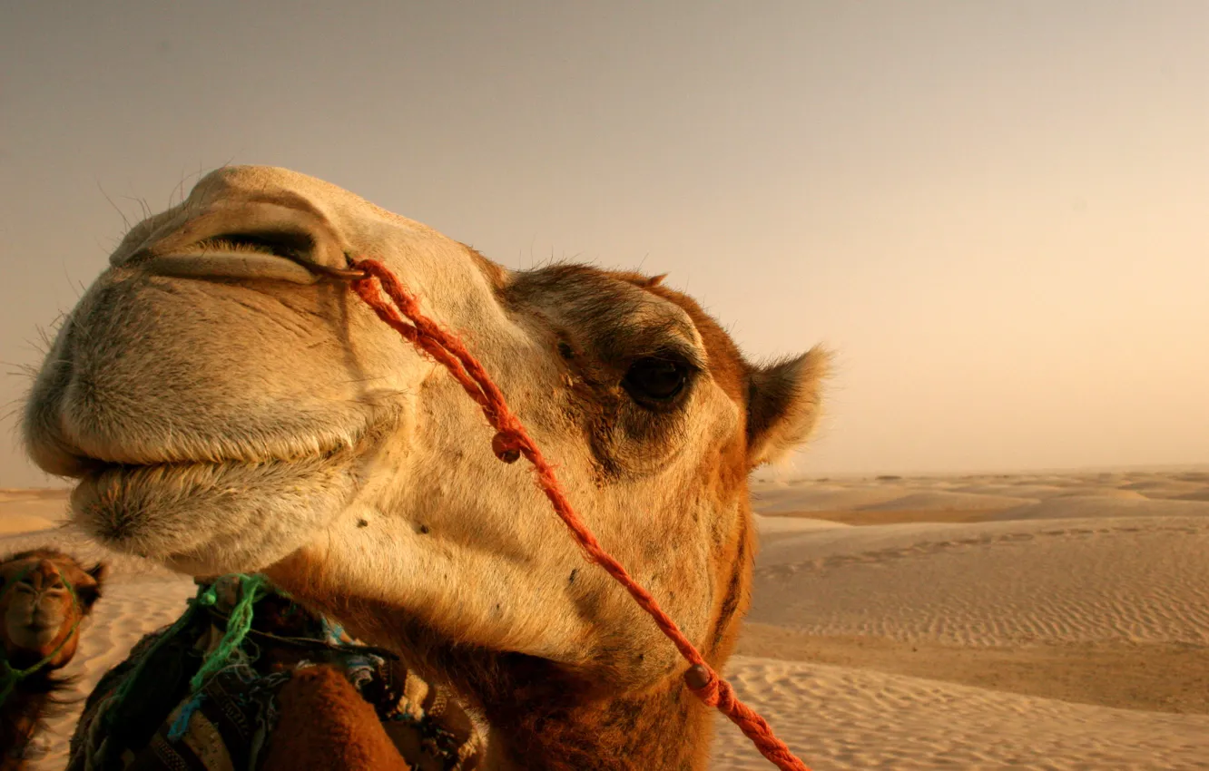 Фото обои солнце, пустыня, верблюд