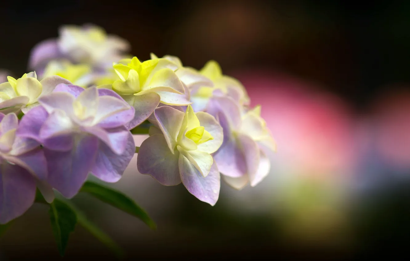 Фото обои цветок, макро, гортензия, hydrangea