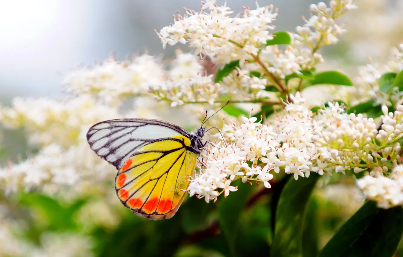 Фото обои лето, цветы, природа, бабочка