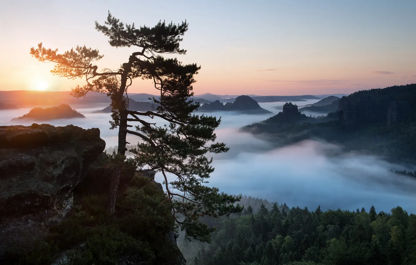Фото обои лес, небо, туман, утро, Саксонская Швейцария, Эльбские Песчаниковые горы