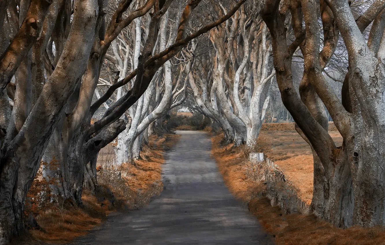 Фото обои дорога, осень, деревья