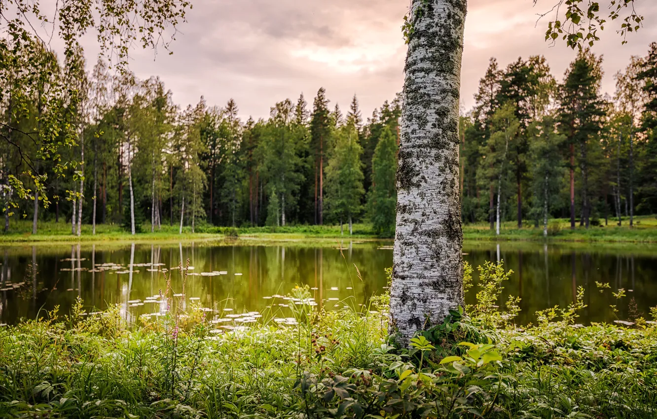 Фото обои лето, трава, деревья, пруд, парк, берёза, боке, Финляндия