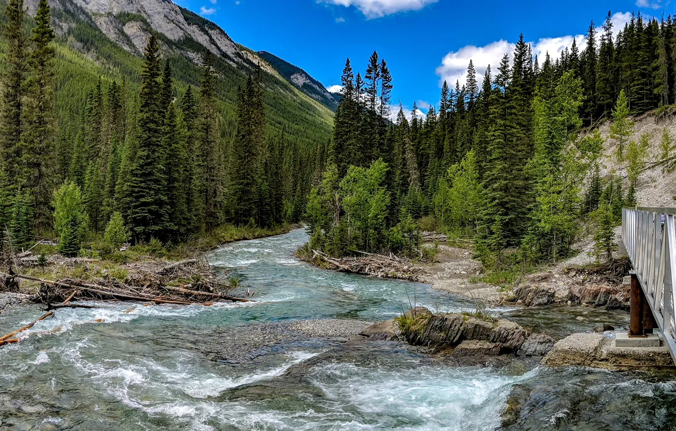Фото обои лес, деревья, горы, мост, ручей, камни, течение, Канада