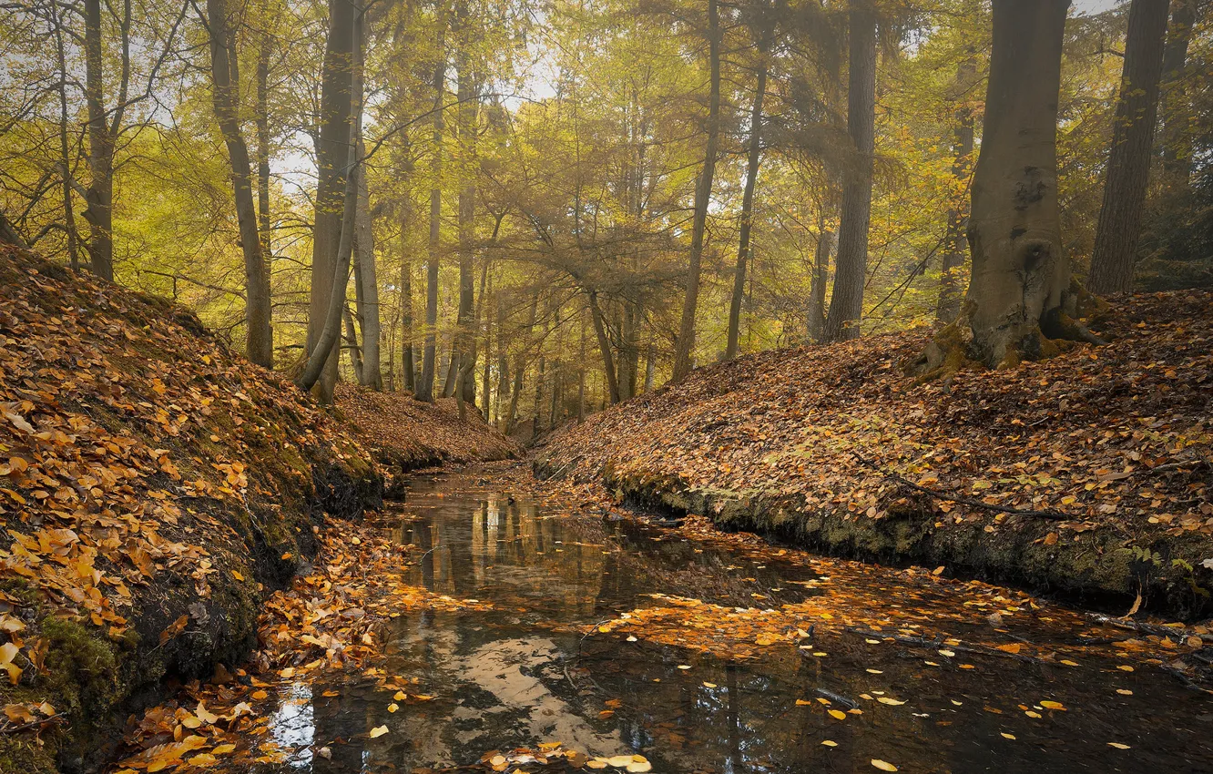 Фото обои осень, лес, речка