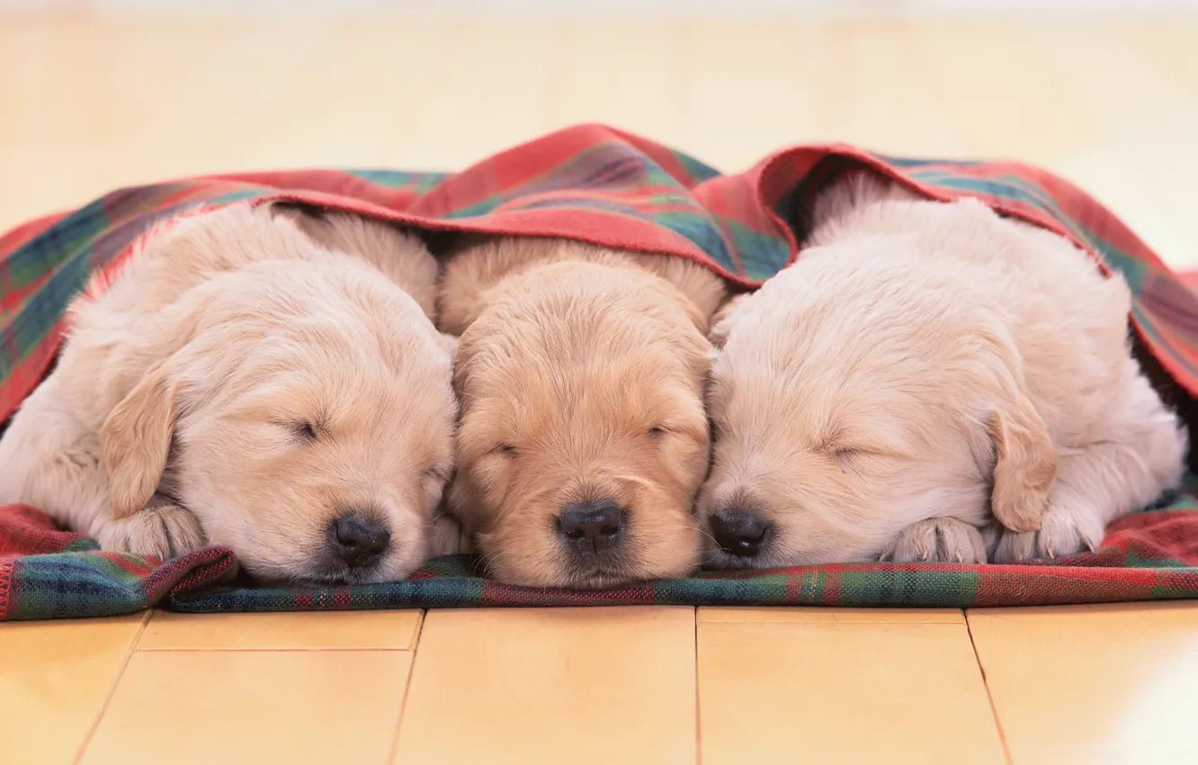 Фото обои щенки, золотистый ретривер, Golden Retriever