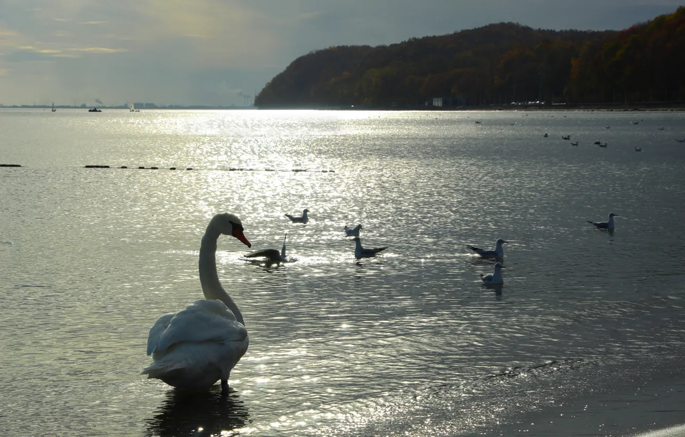 Фото обои swan, sea, bird