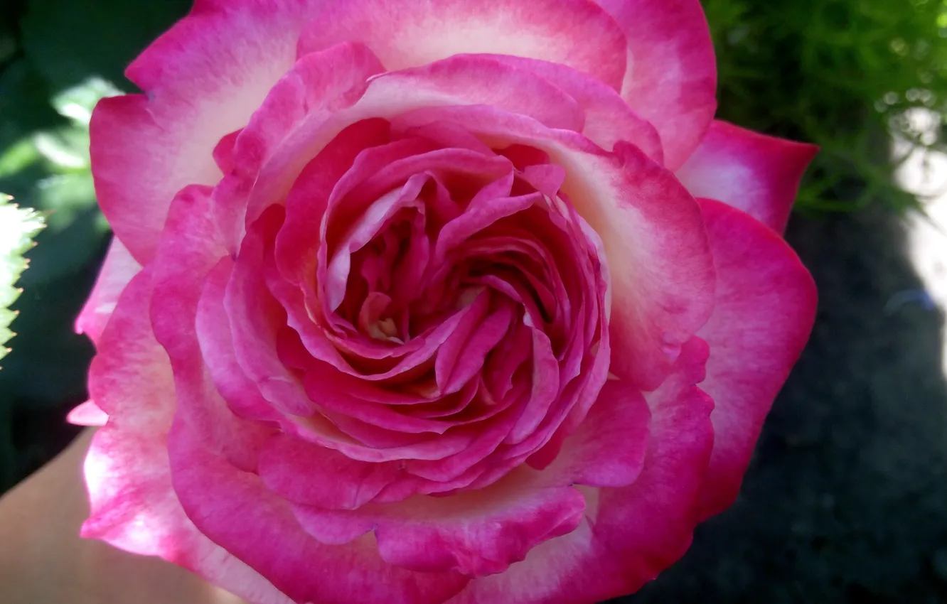 Фото обои розовая, роза, Цветок
