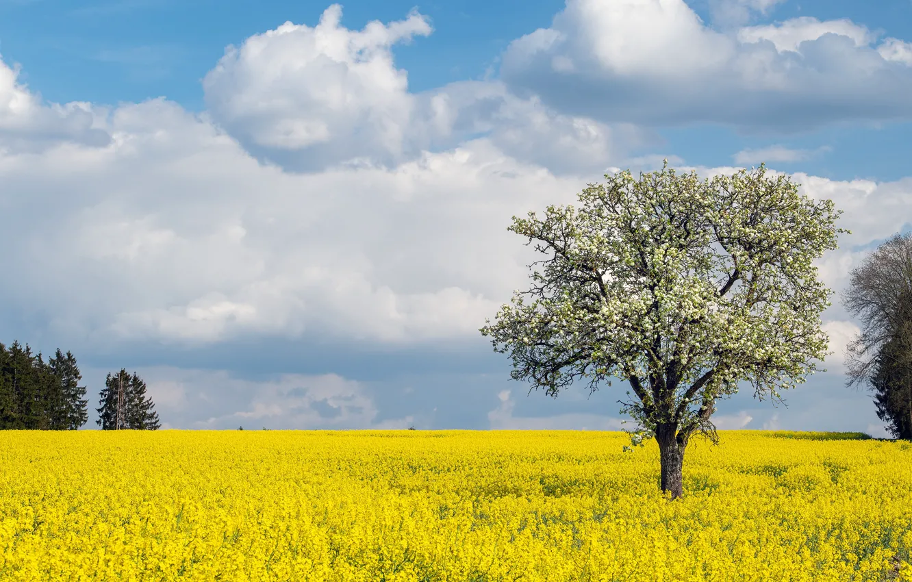 Фото обои поле, небо, облака, цветы, дерево, весна, желтые, цветение