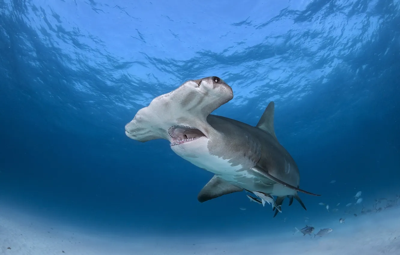 Фото обои море, рыба, Great Hammerhead Shark