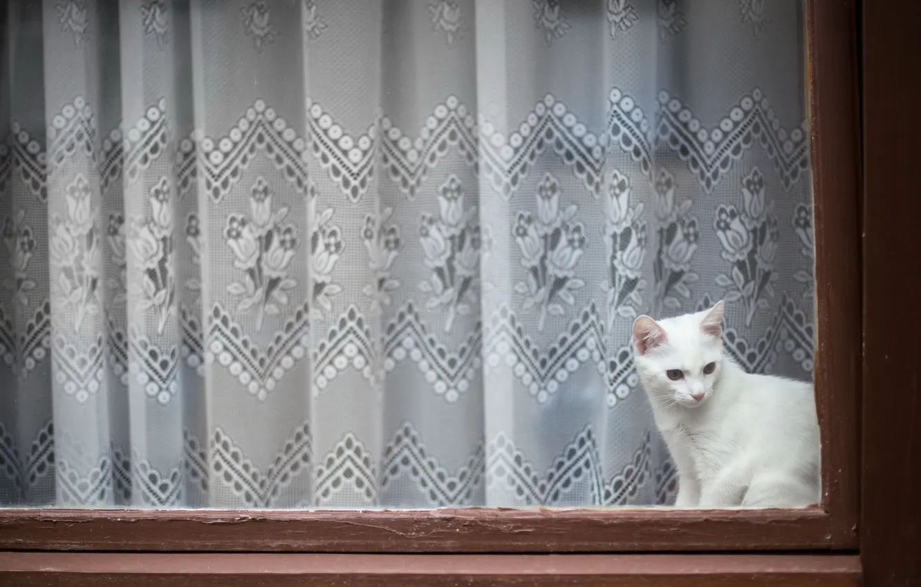 Фото обои кошка, фон, окно