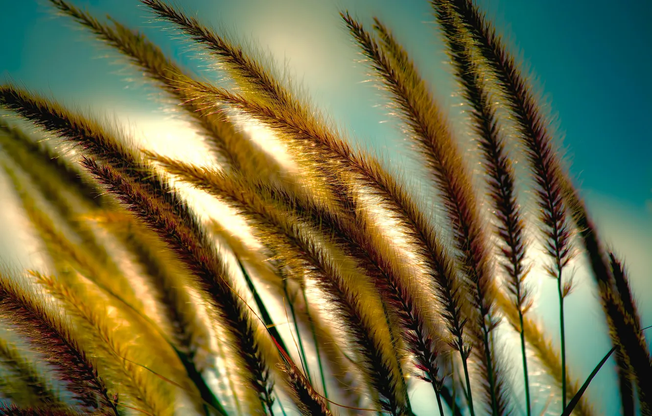 Фото обои небо, трава, растение, колос