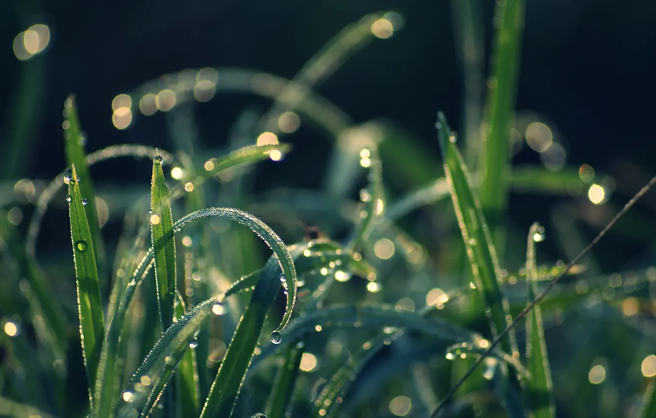 Фото обои зелень, трава, капли, макро, природа, роса, блики