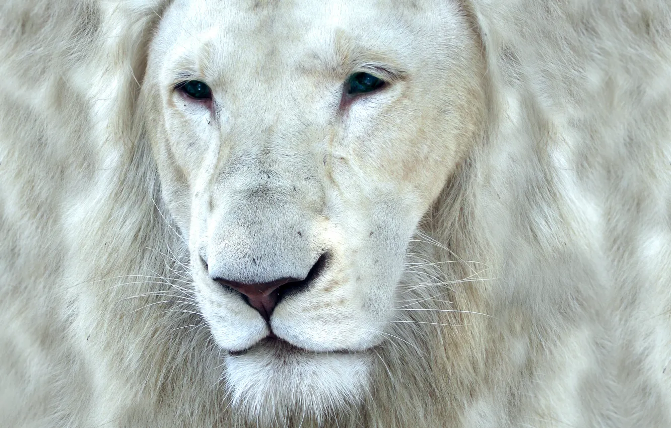 фото морда белый лев