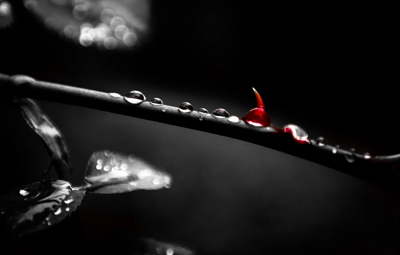 Фото обои Forest, Blood, Black and white, Thorn