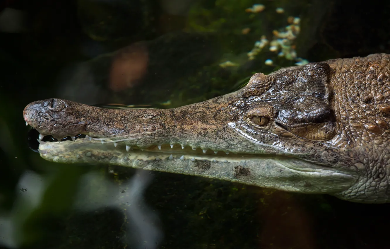 Фото обои plates, crocodile, head, scales