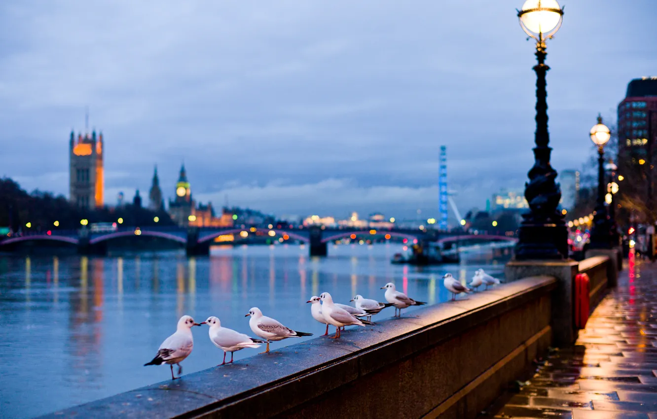 Фото обои свет, город, река, лампы, улица, англия, чайки, лондон