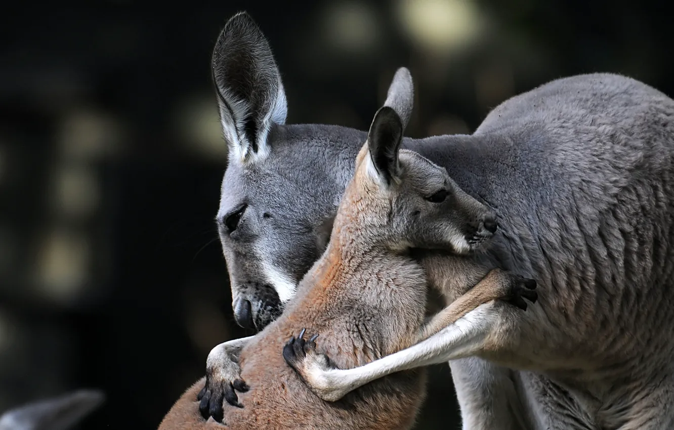 Фото обои кенгуру, детёныш, материнская любовь, материнство, обнимашки