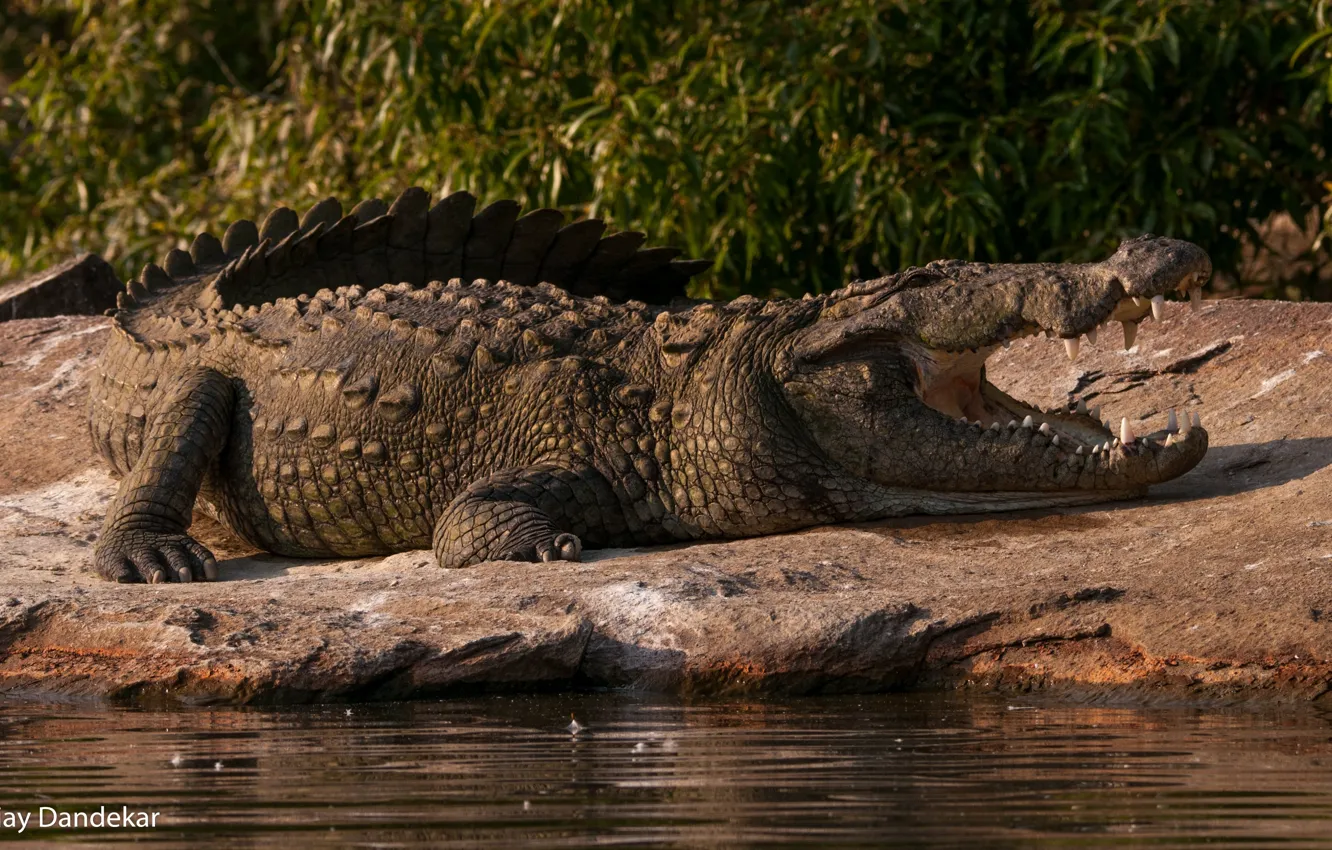 Фото обои отдых, берег, челюсти, хищник, крокодил, пасть, лежит, водоём
