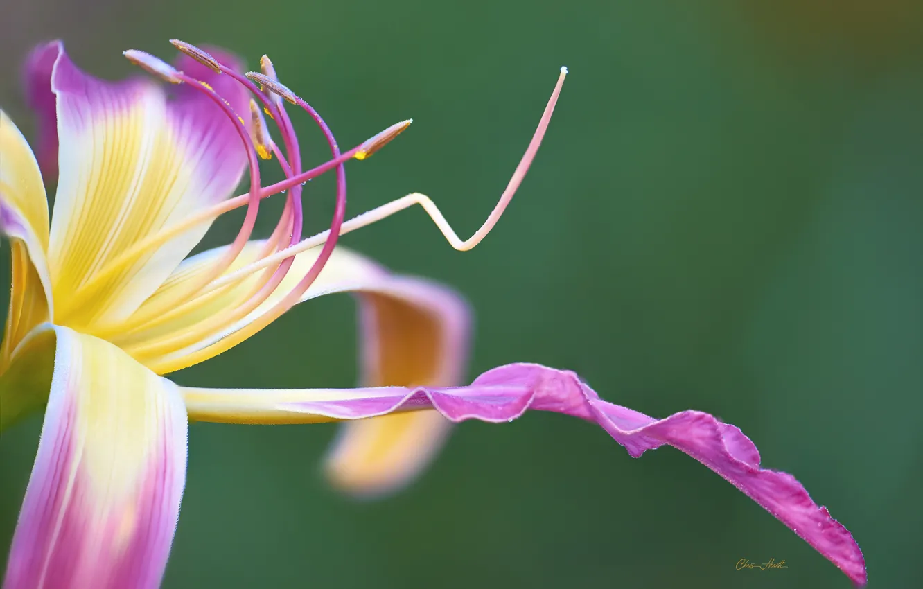 Фото обои макро, розовые, лилейник