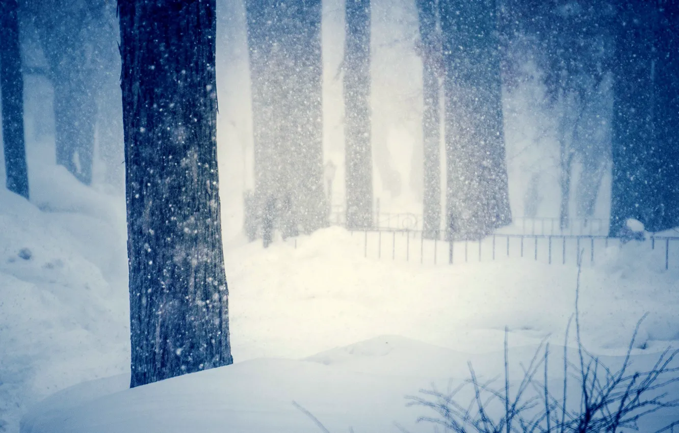 Фото обои холод, зима, снег, деревья, снежинки, природа, фон, дерево