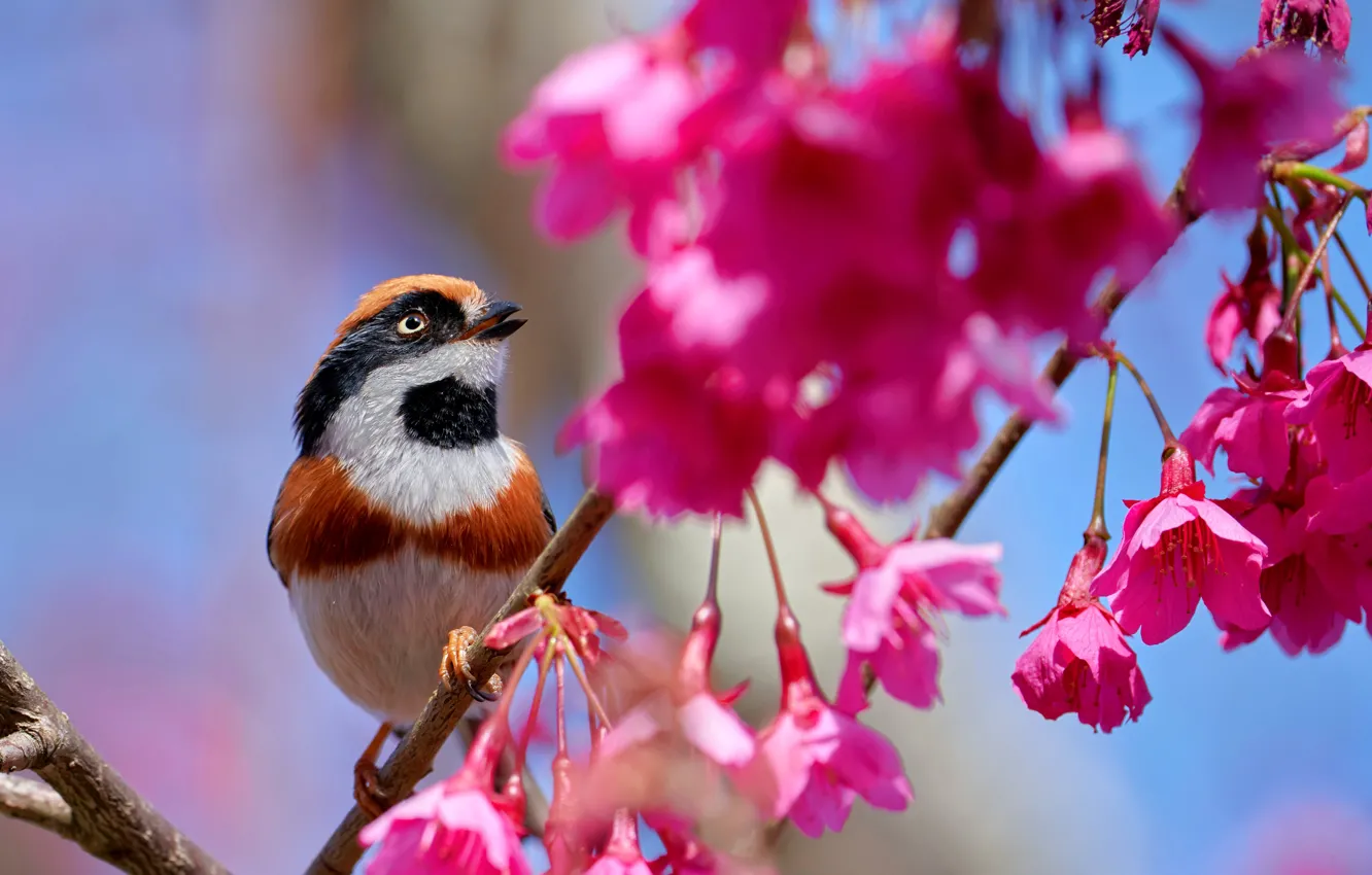 Фото обои ветки, птица, сакура, цветки, Рыжеголовая длиннохвостая синица