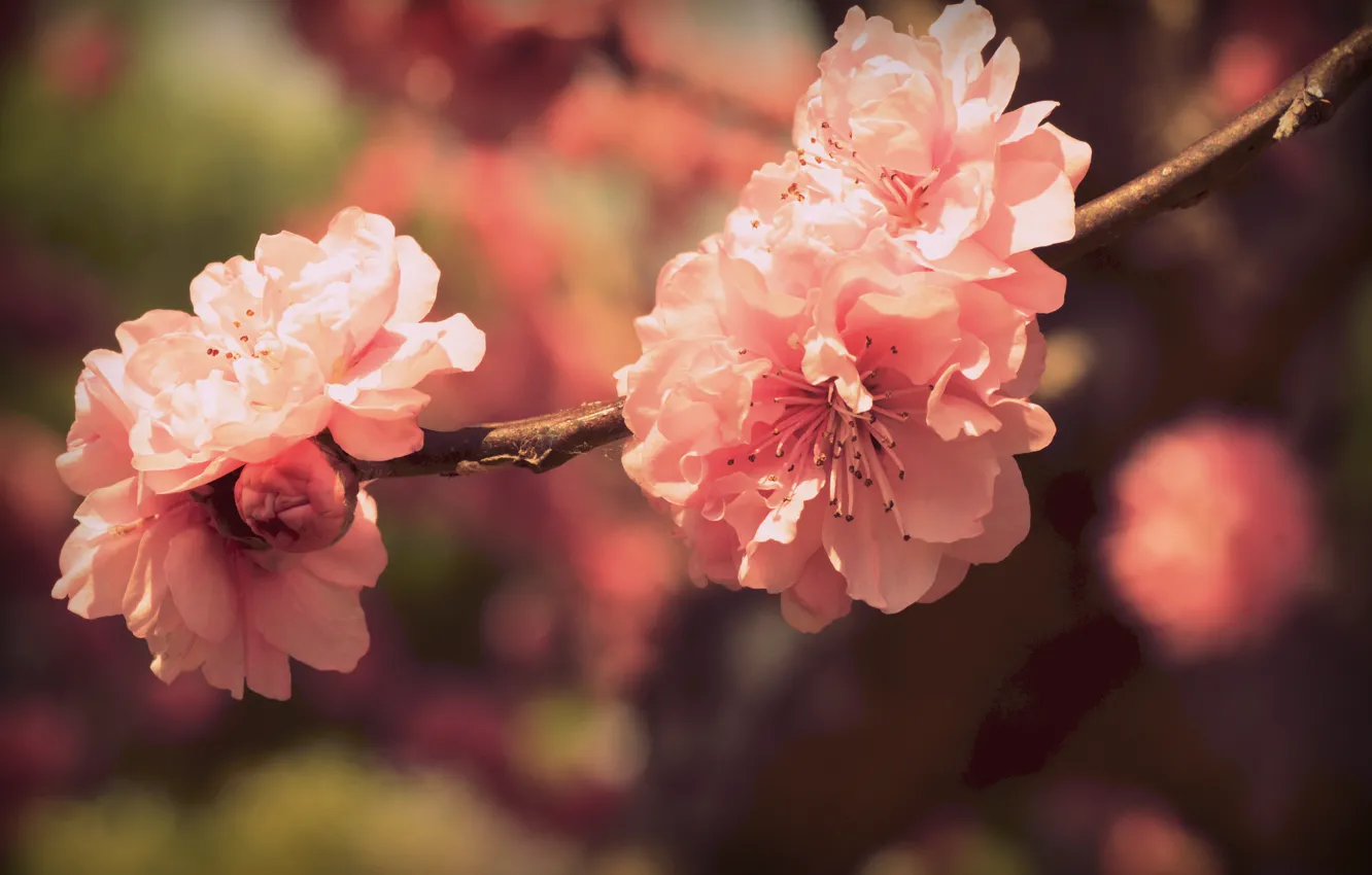 Фото обои цвета, цветы, ветка, весна, лепестки, сакура, розовые, цветение