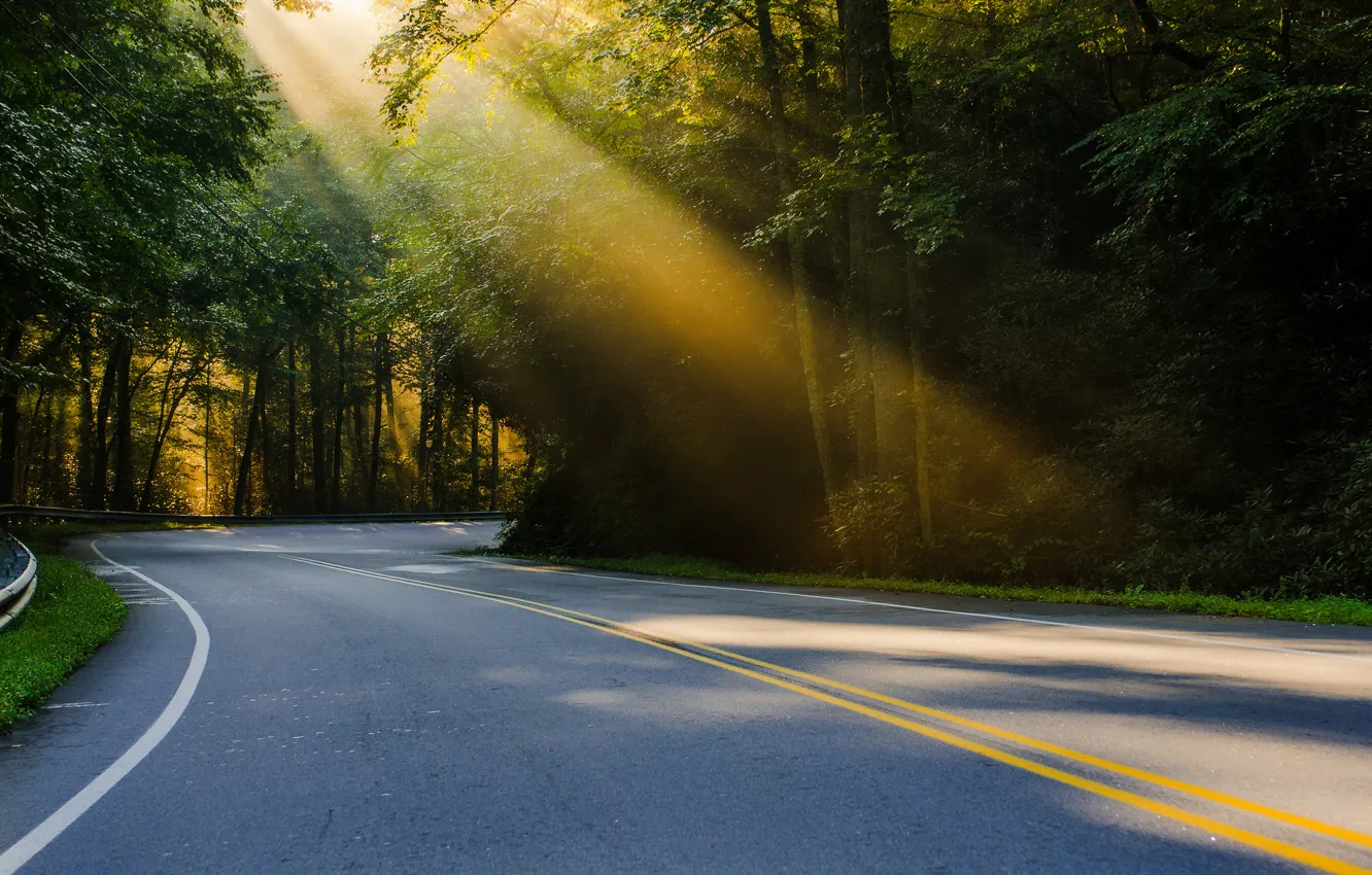 Фото обои дорога, лес, лето, свет, природа, США, сонце, Северная Каролина