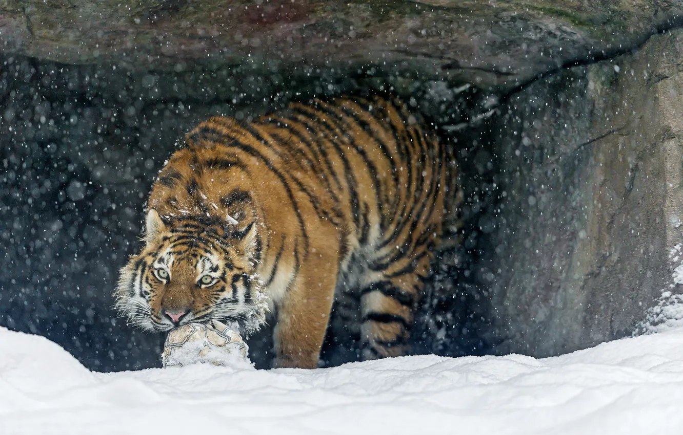 Фото обои кошка, снег, тигр, игра, мяч, хищник, амурский тигр, ©Tambako The Jaguar
