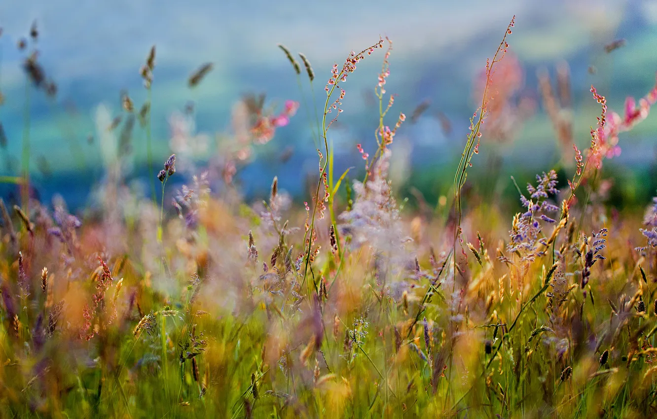 Фото обои поле, трава, цветы