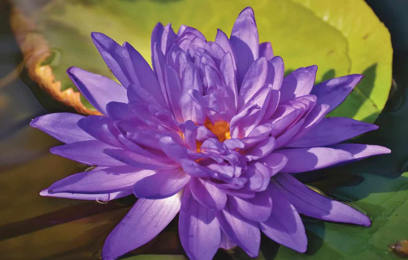 Лилия озерного света. Сиреневая кувшинка. Водяные лилии. Нимфея макро. Фиолетовые цветы на пруду.